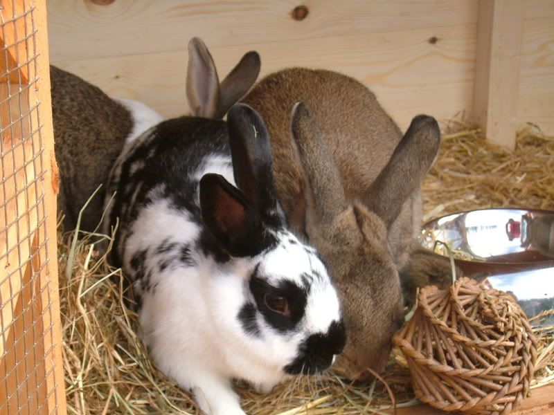 bunnies019-1.jpg