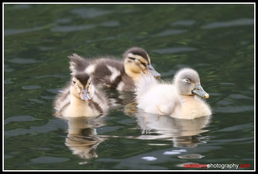 IMAGE: http://i28.photobucket.com/albums/c232/cvx583/Animals/IMGx_7000copy.jpg