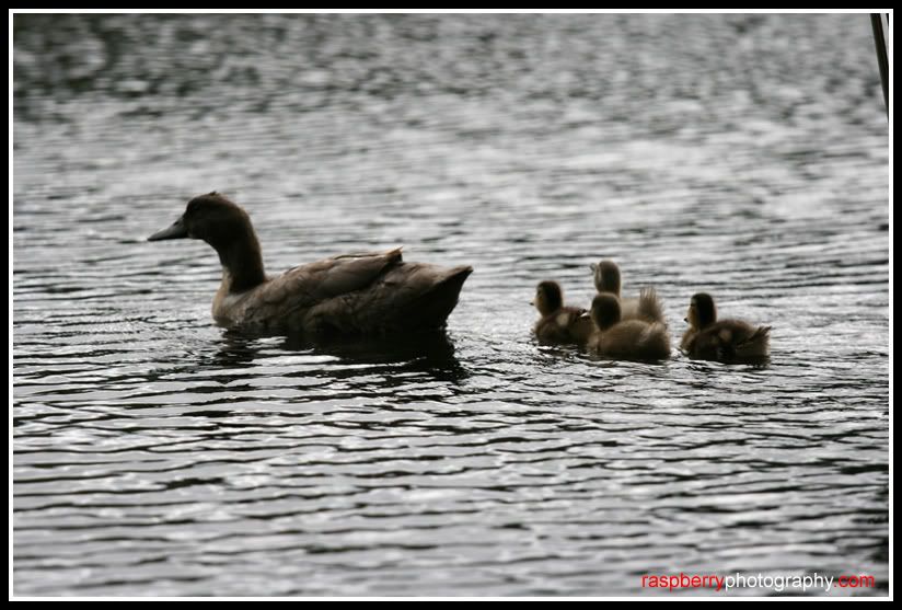 IMAGE: http://i28.photobucket.com/albums/c232/cvx583/Animals/IMGx_7113copy.jpg