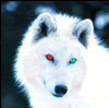 Wolfe Avatar