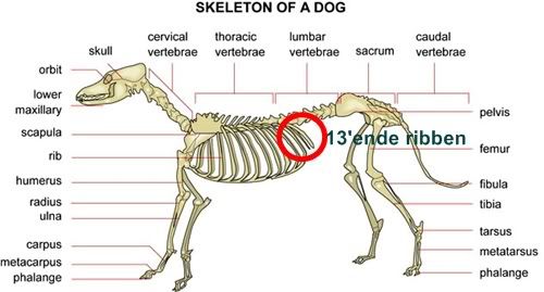 skeleton001.jpg