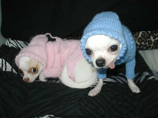 http://i28.photobucket.com/albums/c234/Whitevw/dogs_sweaters_1.jpg
