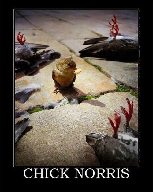 ChickNorris.jpg