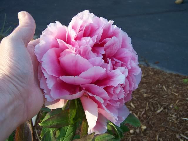 Photo Sharing and Video Hosting at Photobucket