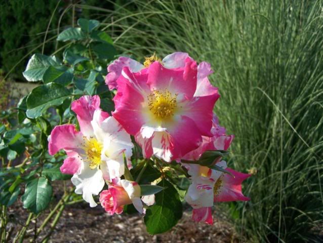 Photo Sharing and Video Hosting at Photobucket