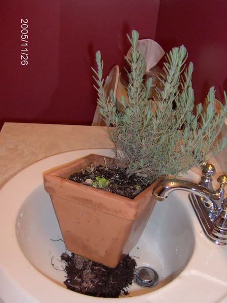 Image hosted by Photobucket.com