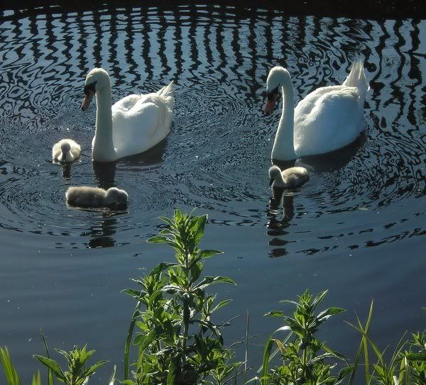 Swans1.jpg