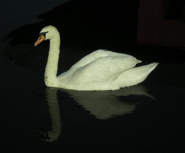 Swans3.jpg