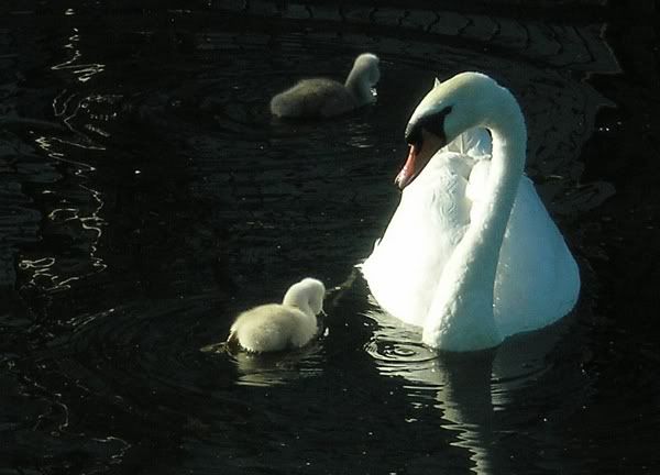 Swans5.jpg