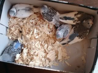 LiahandPhoebeChicks.jpg
