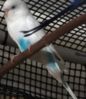 aolani1.jpg