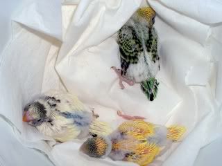 babies1123.jpg