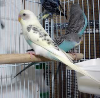 pied.jpg
