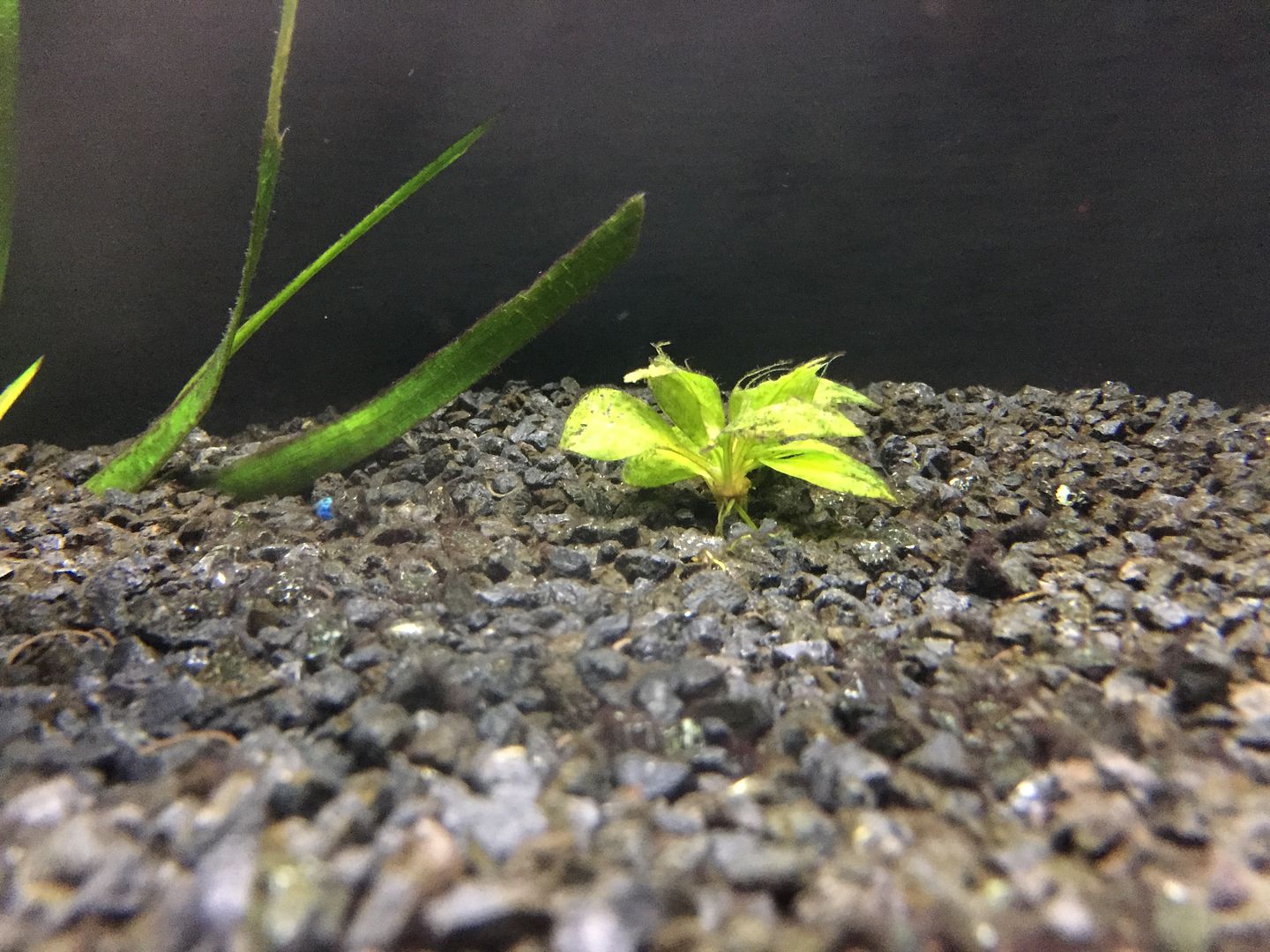 Plants not growing well with Planted plus 24/7