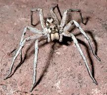 wolf spider Pictures, Images and Photos