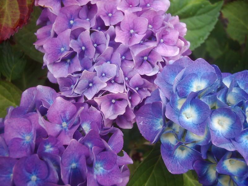 hydrangea Pictures, Images and Photos