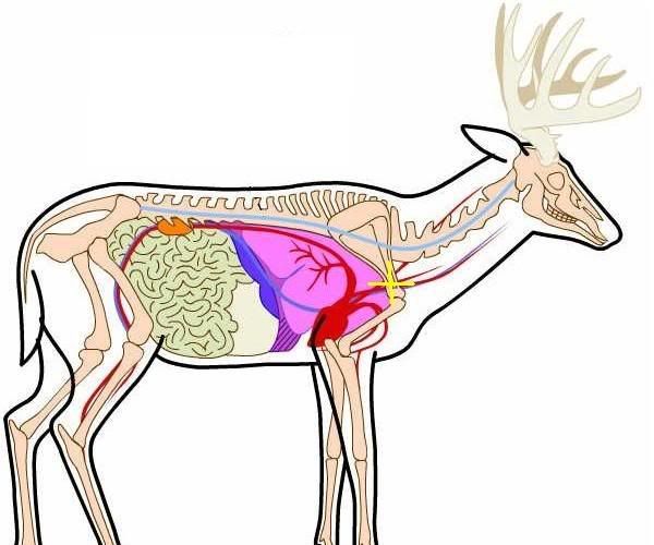 deeranatomy.jpg