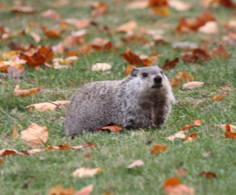 IMAGE: http://i28.photobucket.com/albums/c239/daisydeadpeddles/a-1.jpg