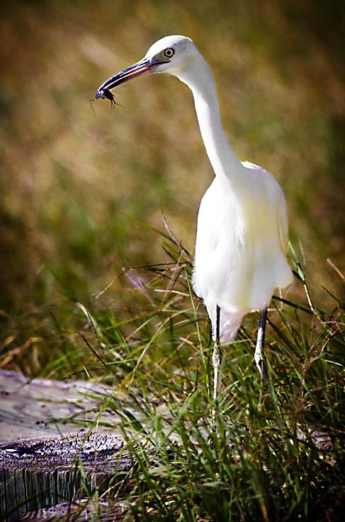 IMAGE: http://i28.photobucket.com/albums/c239/daisydeadpeddles/ba238c.jpg