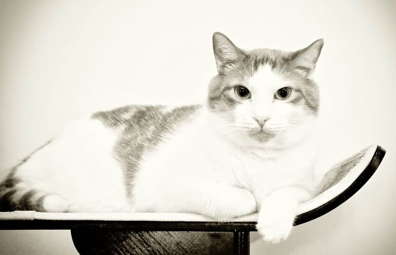 IMAGE: http://i28.photobucket.com/albums/c239/daisydeadpeddles/bna2170.jpg