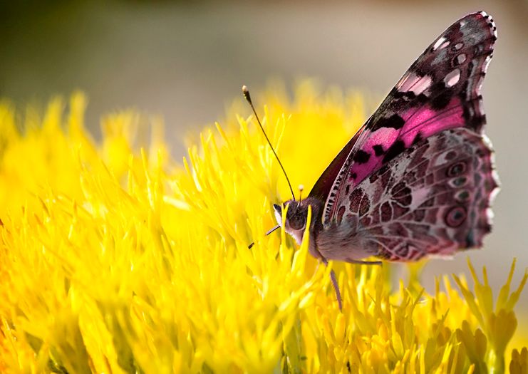 IMAGE: http://i28.photobucket.com/albums/c239/daisydeadpeddles/butterfly1.jpg