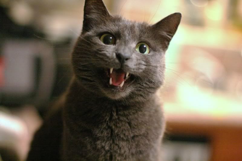 IMAGE: http://i28.photobucket.com/albums/c239/daisydeadpeddles/dalyvisit110.jpg