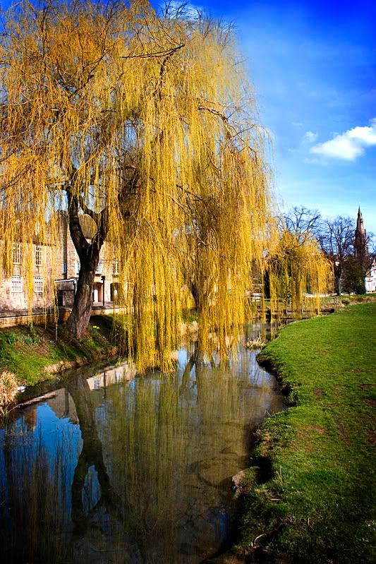 IMAGE: http://i28.photobucket.com/albums/c239/daisydeadpeddles/meadowducks_91c-1.jpg