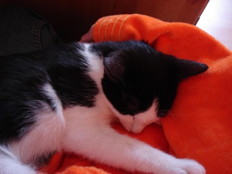 DSC00013.jpg