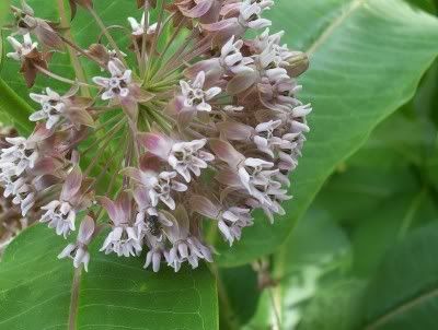 Milkweed Pictures, Images and Photos