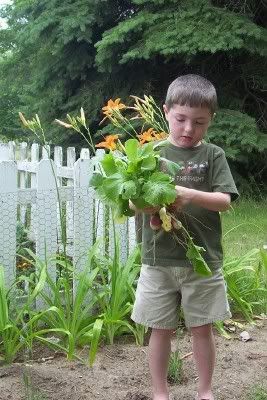 Radishes