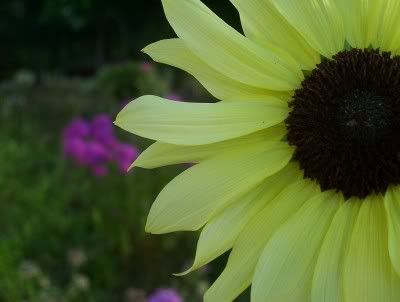 Sunflower_1
