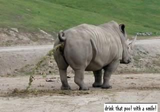 http://i28.photobucket.com/albums/c241/jay_7_/rhino_poo_sm.jpg