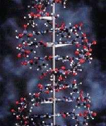 DNA Double Helix Pictures, Images and Photos