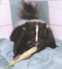 Skunk-01-Mocha-and-celery.jpg