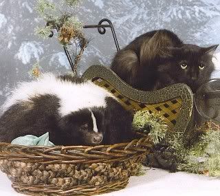 Skunk-05-cat_and_skunk_Small_Web_vi.jpg