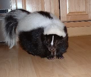 Skunk-07-Sophie_009_Small_Web_view.jpg