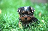 th_yorkshire_terrier.jpg