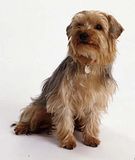 th_yorkshire_terrier_09.jpg
