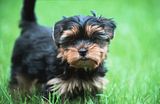 th_yorkshire_terrier_10.jpg