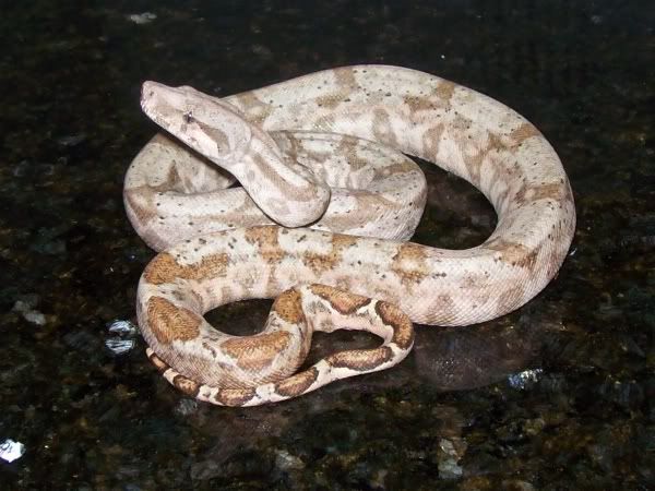 Godric12_21_09a.jpg