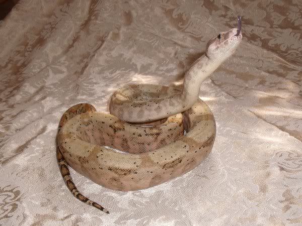 Godric8_15_11b.jpg