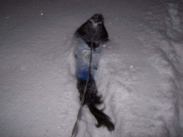 Snow12_18_09a.jpg