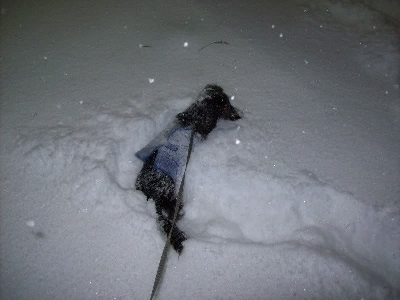 Snow12_18_09b.jpg