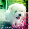 cute_puppiesirresistable.png