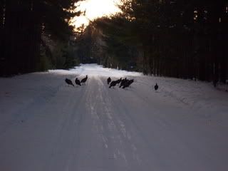 Flock of Turkeys