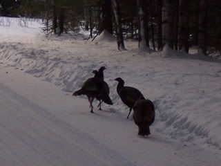 Turkeys on the road