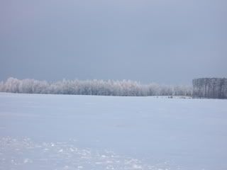 Frosted Trees 4