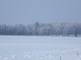 Frosted Trees