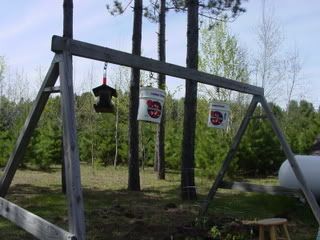 Hanging Tomatoes