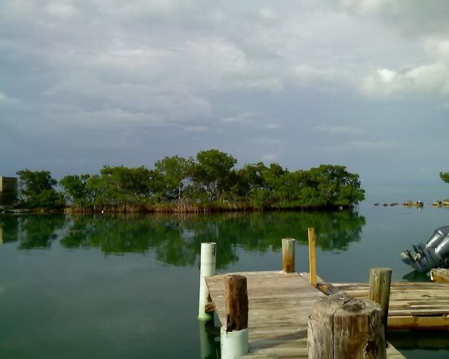 Mangroves